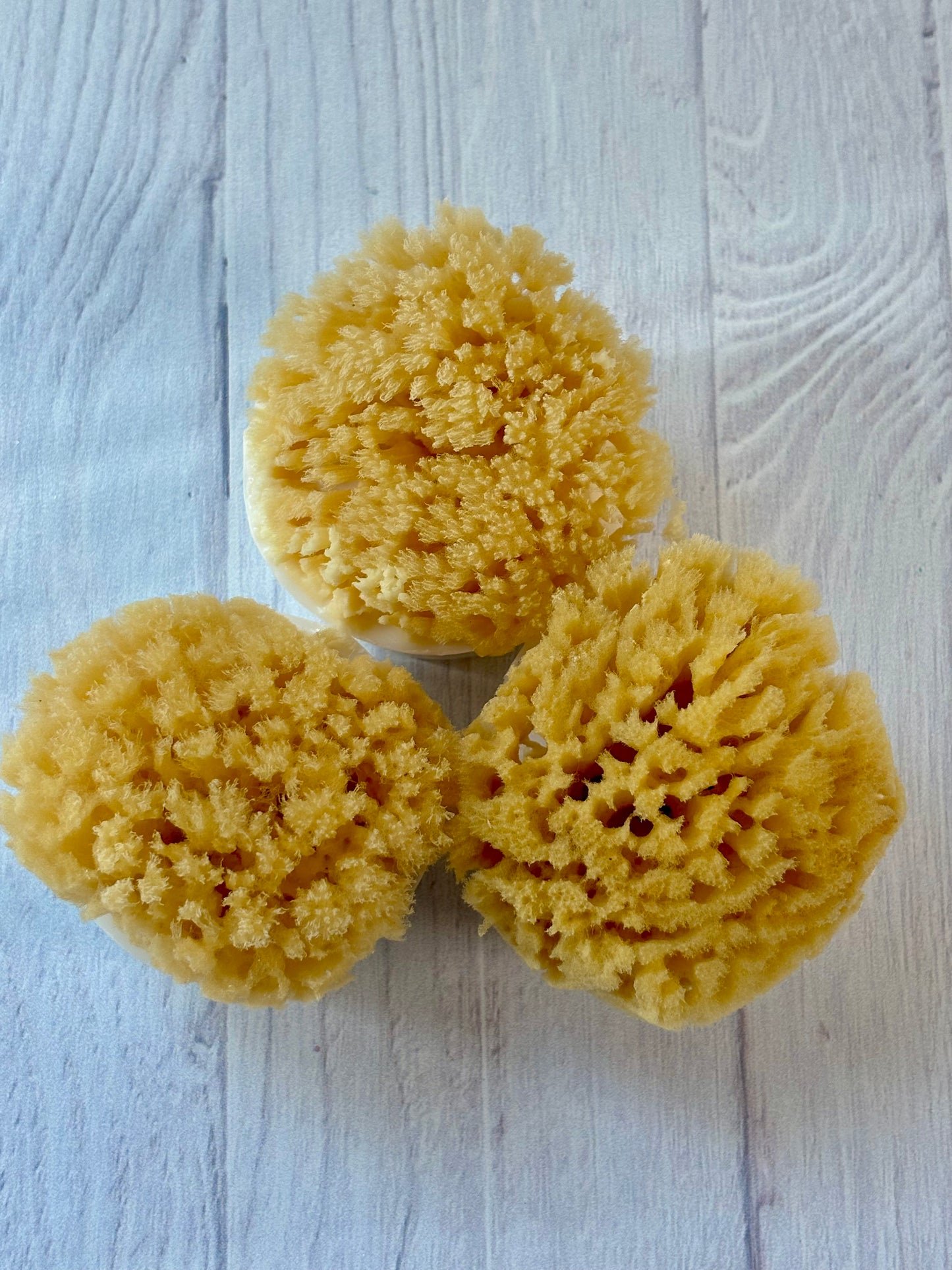 OCEAN SHORES LUXE SEA SPONGE SOAP